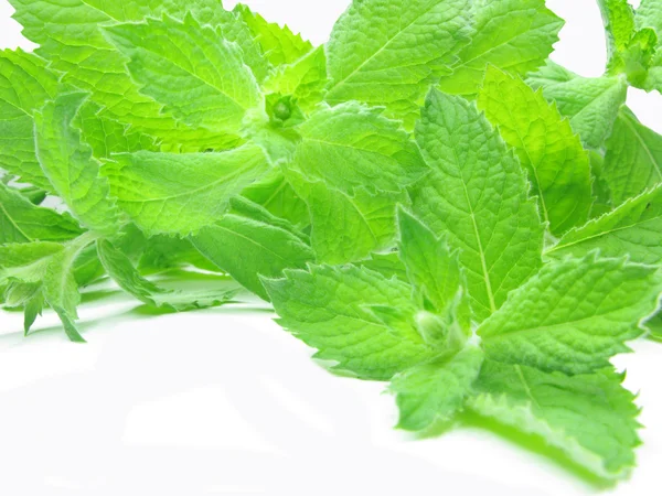 Fresh mint leaves — Stock Photo, Image