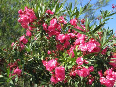 Oleander flowers clipart