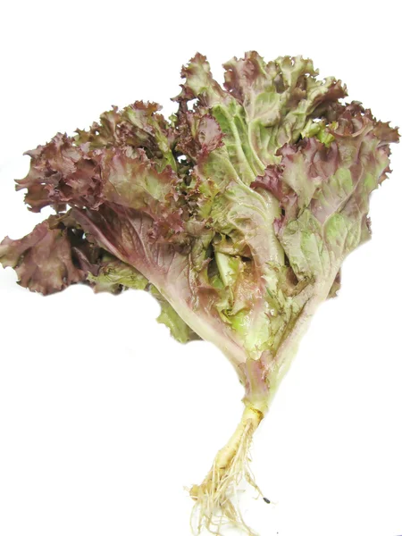 Čerstvý salát hlávkový salát zelenina — Stock fotografie