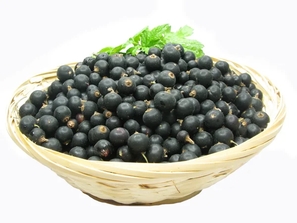 Black currant crop in bowl — Stock Photo, Image