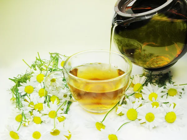Chá de flora de ervas com margarida — Fotografia de Stock