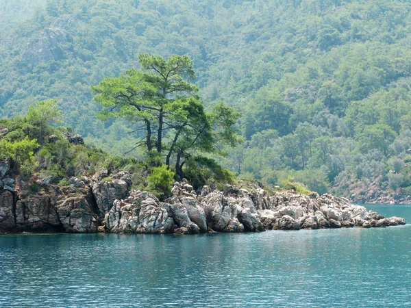 Меховое дерево, растущее в скальном Эгейском море — стоковое фото