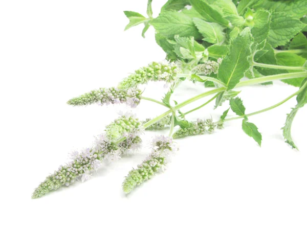 Fresh mint leaves with flowers — Stock Photo, Image