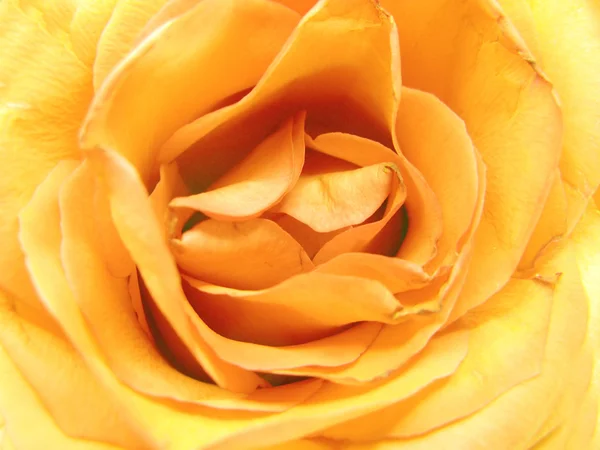 Yellow rose heart closeup — Stock Photo, Image