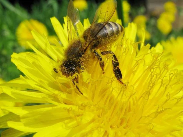 Bee gathering pollen on dandelion flower — Stock Photo, Image