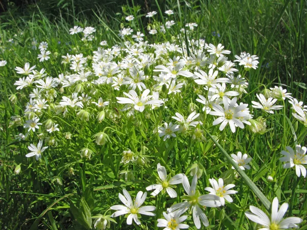 stock image White field flowers background