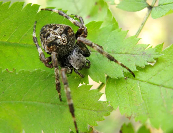 Black crossed spider on the leaf — Stock Photo, Image
