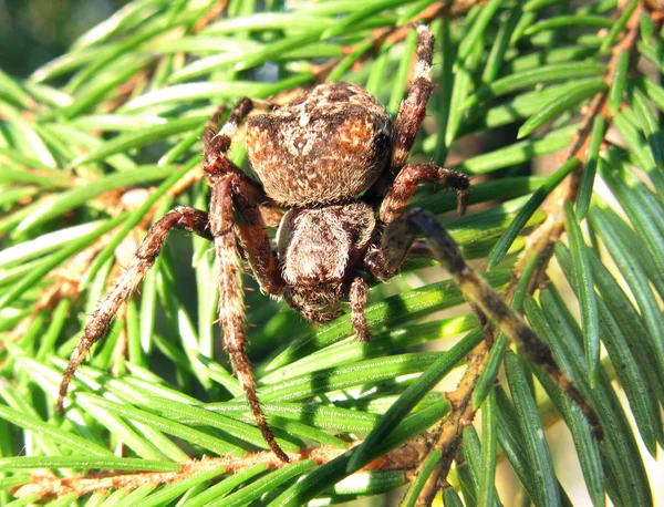 Black crossed spider on the leaf — Stock Photo, Image