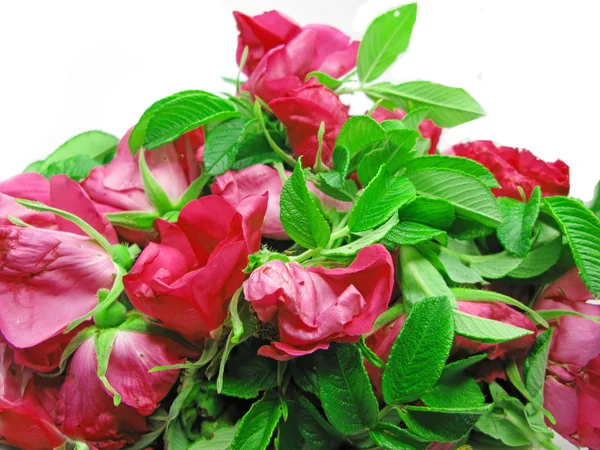 粉红色的玫瑰鲜花花卉背景 — 图库照片