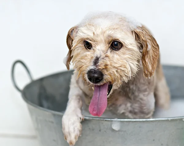 Washing the dog — Stock Photo, Image
