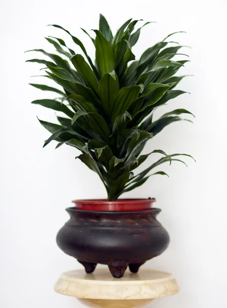 stock image Plant isolated on a white background