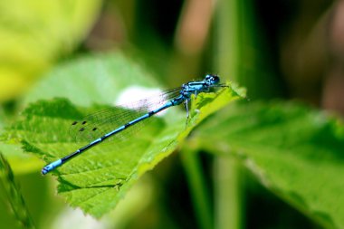 Blue Dragonfly clipart