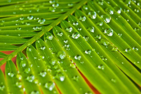 stock image Water drops on the palm leaf #3