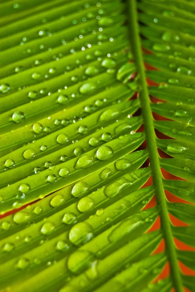 stock image Water drops on the palm leaf #2