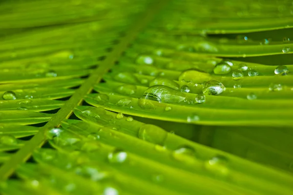 stock image Water drops on the palm leaf #4