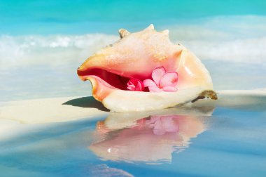 Conch Shell on The Beach Sand. Caribbean clipart