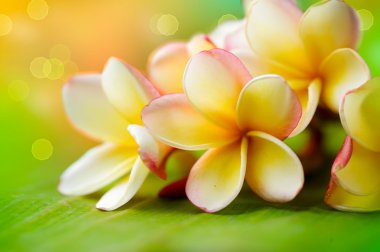 Frangipani Tropical Spa Flower. Plumeria. Shallow DOF clipart