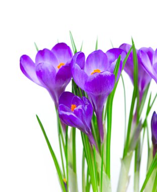 Crocus Spring Flowers isolated on white clipart