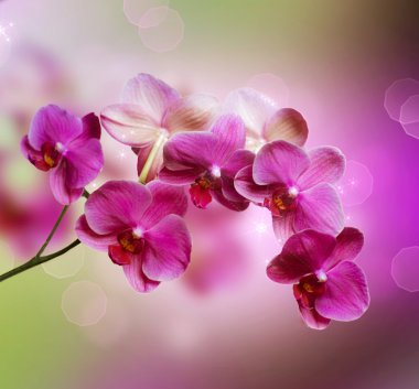 Orchid clipart