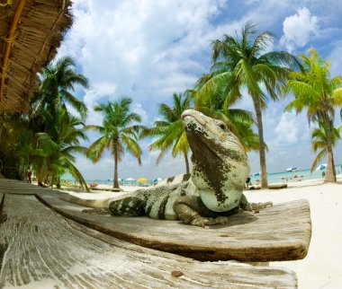 Iguana on The Caribbean Beach. Mexico clipart