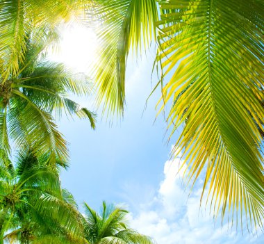 Tropical Background clipart