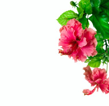 Hibiscus Flower isolated on white clipart