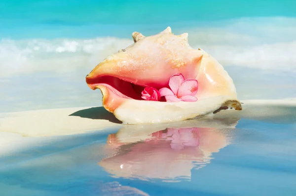 Conch skal på stranden sand. Karibien — Stockfoto