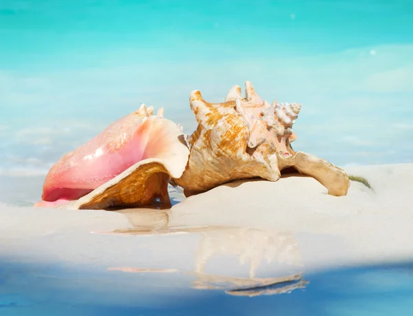 Queen conch schelpen op het strand zand. Caraïben — Stockfoto