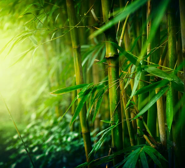 Бамбук — стокове фото