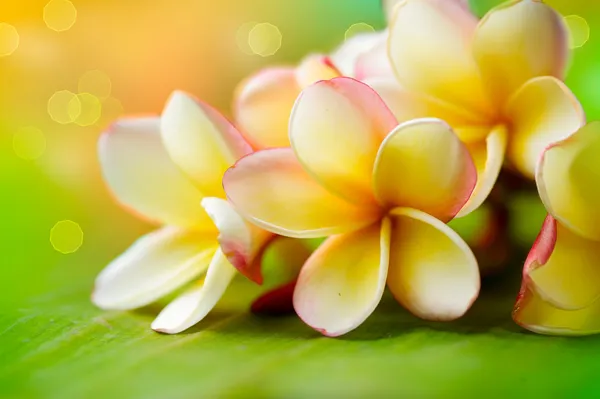 Kwiat tropikalnej spa Frangipani. Plumeria. płytkie dof — Zdjęcie stockowe