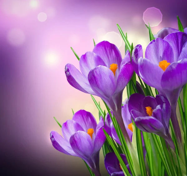 Crocus Primavera Flores — Fotografia de Stock