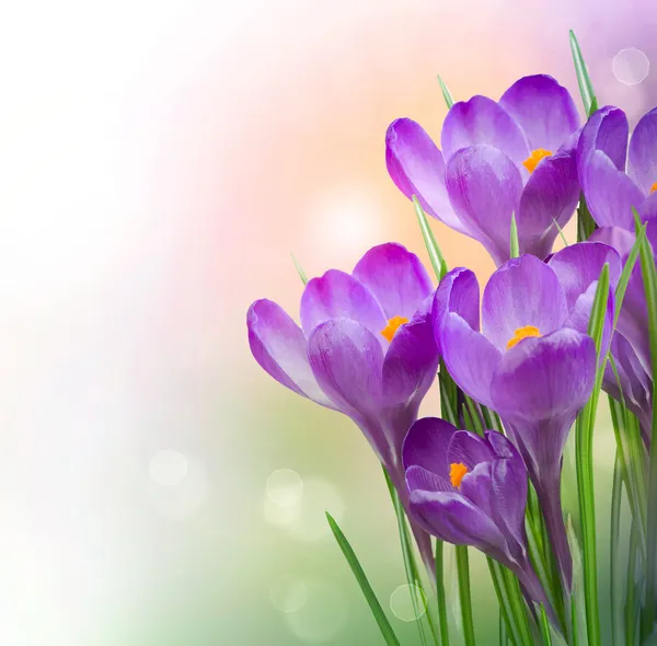 Crocus jarní květiny — Stock fotografie