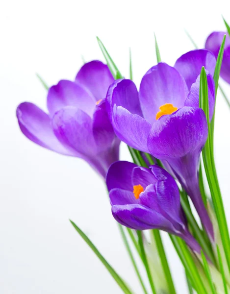 Crocus flor de primavera — Fotografia de Stock