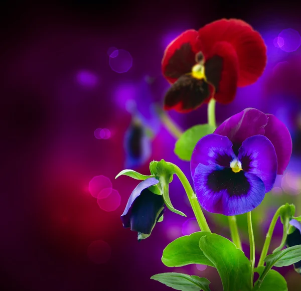 Spring Flowers Pansy over Black — Stock Photo, Image