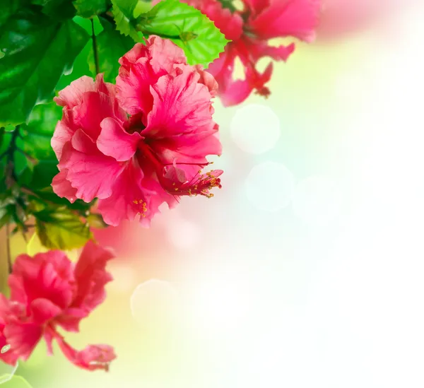 Hibiskus-Blütenrand-Design über Weiß — Stockfoto