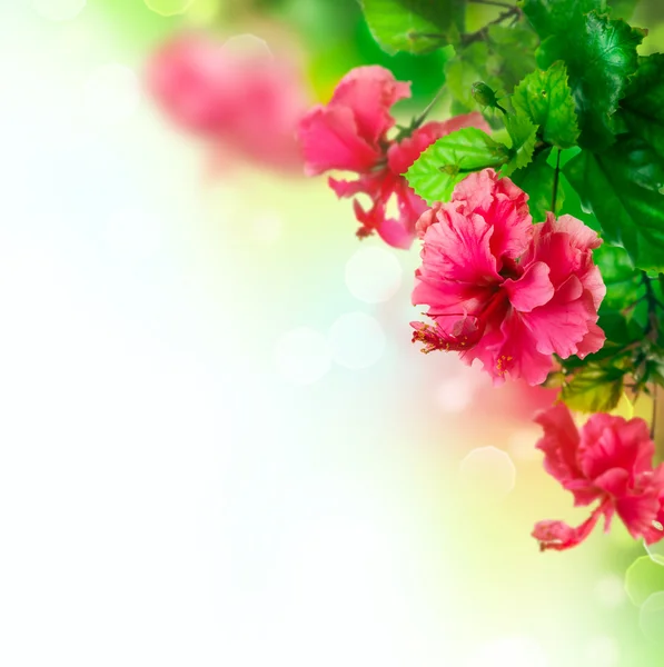 Hibiscus çiçek sınır tasarlamak üzerine beyaz — Stok fotoğraf