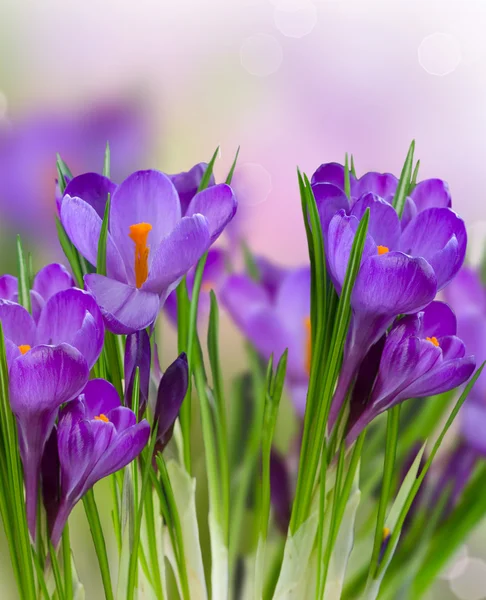 Krokus wiosennych kwiatów — Zdjęcie stockowe