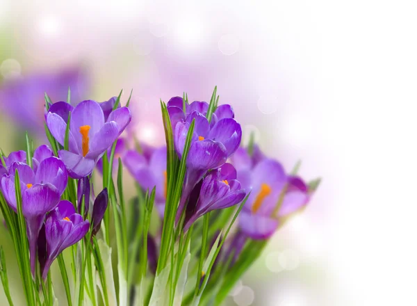 Crocus jarní květiny — Stock fotografie