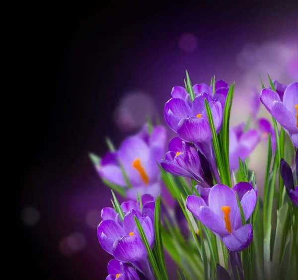 Crocus Primavera Flores Design sobre preto — Fotografia de Stock