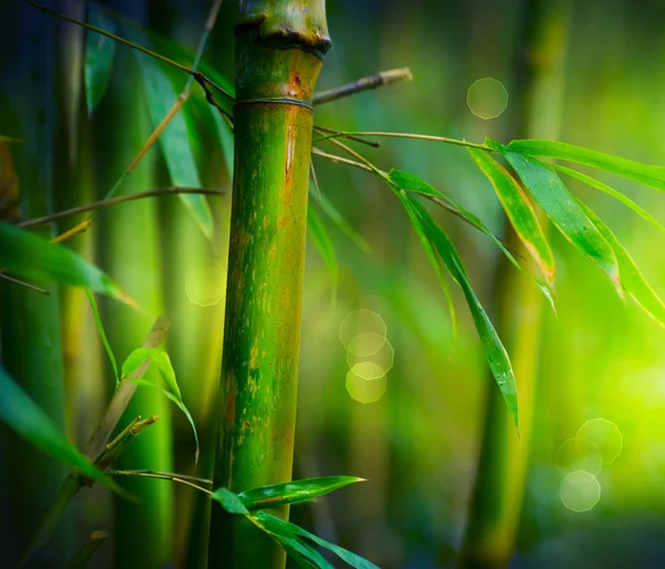 Bambus Stockbild