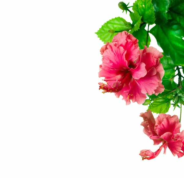 Hibiscus Flower isolated on white — Stock Image Hibiscus Flower isolated on white Stock Photo