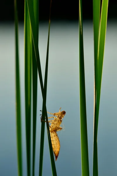 Piel de libélula sobre caña —  Fotos de Stock