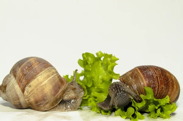 蜗牛和沙拉 — 图库照片