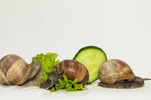 Snail with cucumber and salad — Stock Photo, Image