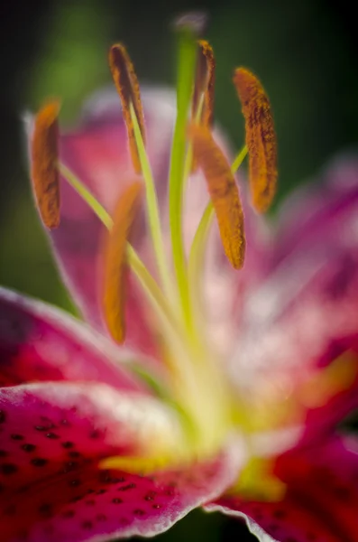 Lilia w ogrodzie botanicznym — Zdjęcie stockowe