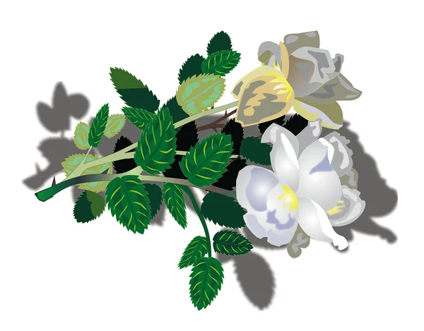 Hermosas flores blancas — Vector de stock