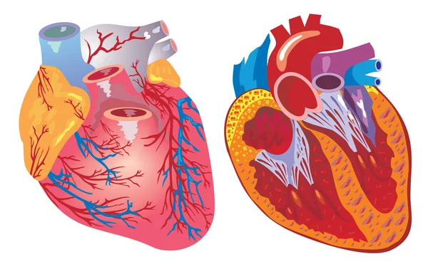Ізольовані вектора серця — стоковий вектор
