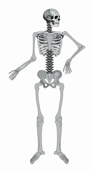 Vektor isolerade mänskliga skelettet — Stock vektor