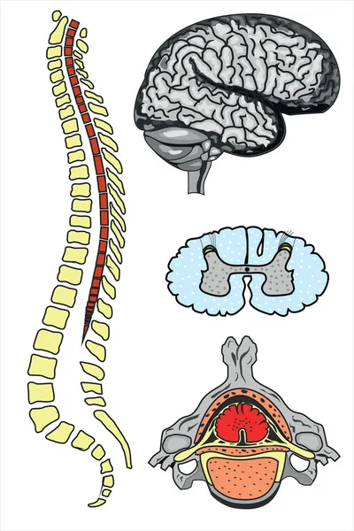 Cervello umano vettoriale e colonna vertebrale — Vettoriale Stock