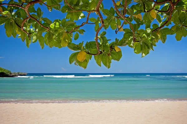 Exotische tropische strand van bali — Stockfoto